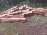 Interdiction du bois de Vêne : des opérateurs chinois crient leur colère